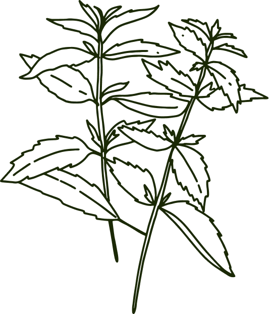 Line drawing of a plant with leaves.| ANA MARIA'S CATERING