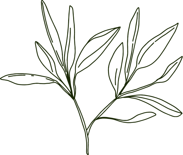 A line art drawing of a leafy branch.| ANA MARIA'S CATERING