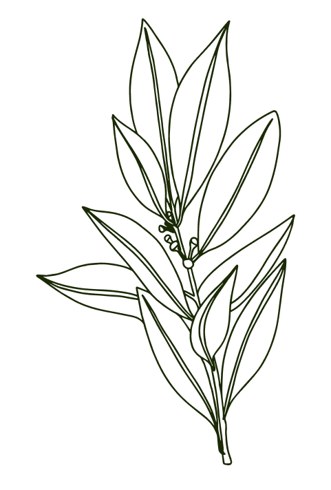 Line art drawing of a leafy plant branch.| ANA MARIA'S CATERING